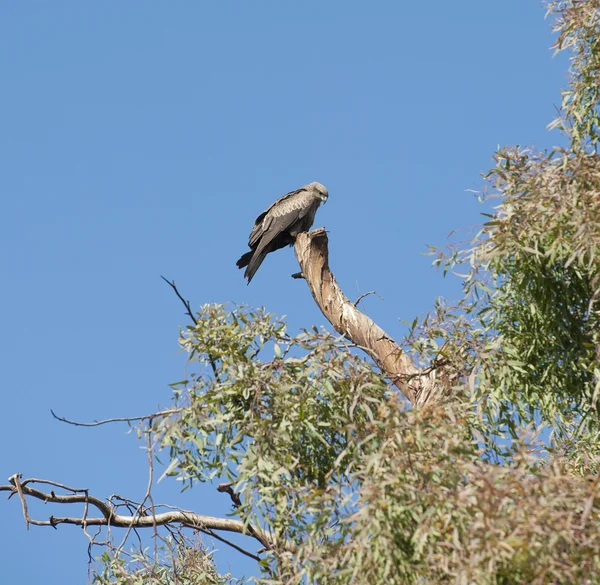 Black kite perched in tree — Stock Photo, Image