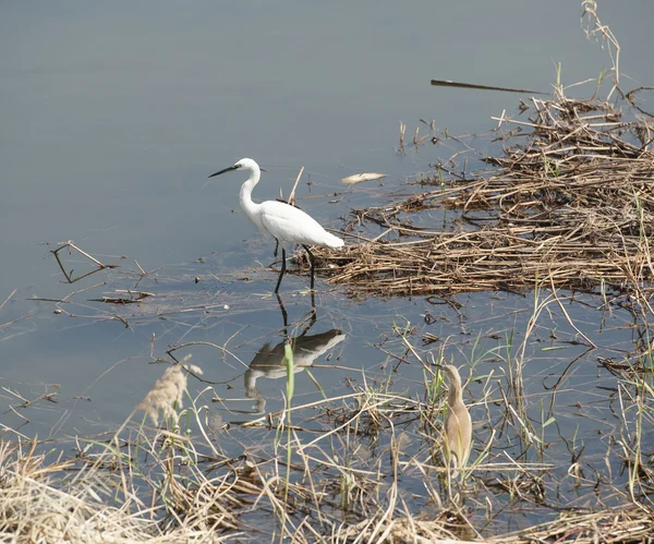 La petite aigrette se tenait dans les roseaux — Photo