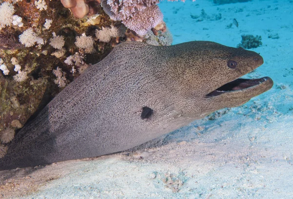 Murène géante sur un récif corallien — Photo