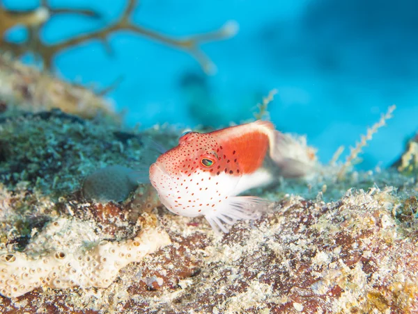 在珊瑚礁上的雀斑的 hawfish — 图库照片
