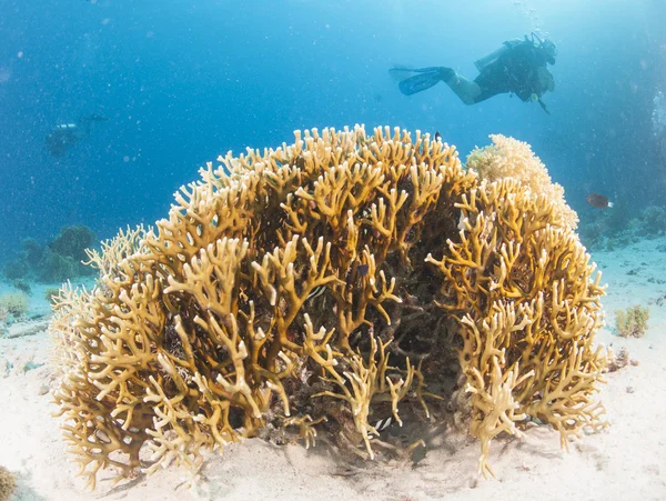 Buceador en arrecife de coral tropical — Foto de Stock