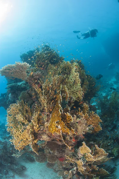 Buceador en arrecife de coral tropical — Foto de Stock