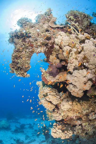 Beautiful tropical coral reef scene — Stock Photo, Image