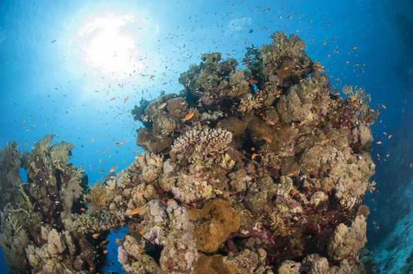Красивая сцена тропического кораллового рифа — стоковое фото