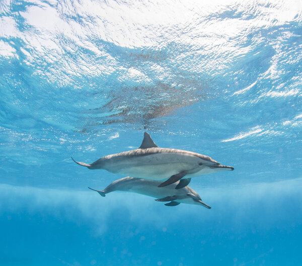 Пара прядильных дельфинов под водой
