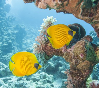 Maskeli butterflyfish tropik resif üzerinde