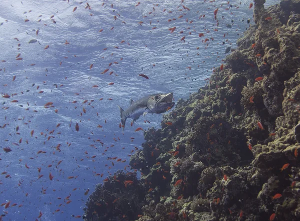 Grand barracuda sur un récif tropical — Photo