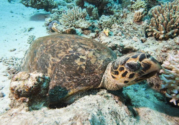 Hawksbill tartaruga poggiata sul fondo del mare — Foto Stock