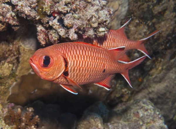 Peixe-soldado de olho de mancha num recife de coral — Fotografia de Stock