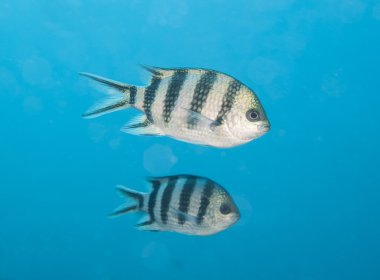 scissortail Çavuş mavi suda yüzen balık