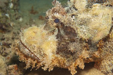 Sakallı scorpionfish deniz dibinin üzerinde