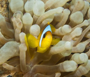 Kızıl Deniz anemonefish bir anemone içinde