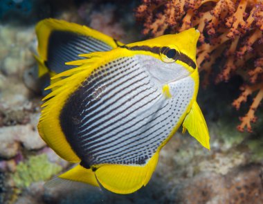blackbacked butterflyfish mercan resif üzerinde