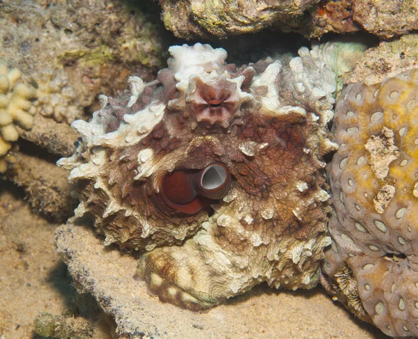 Octopus on a coral reef — Stock Photo, Image