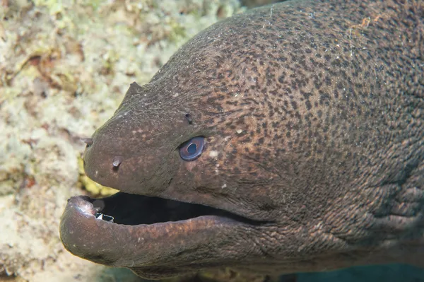 サンゴ礁に巨大なウツボ — ストック写真