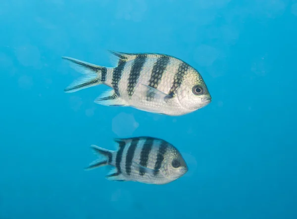 Scissortail sergeant fish swimming in blue water — Stock Photo, Image