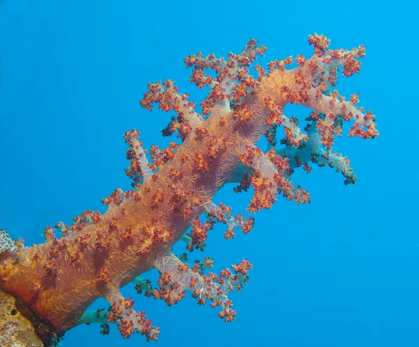 Grand corail mou sur un récif corallien tropical — Photo