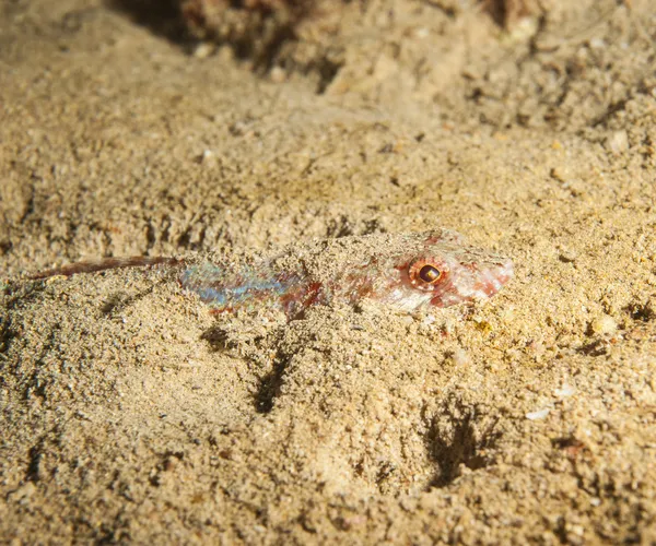 Zátony lizardfish bujkál a homok — Stock Fotó