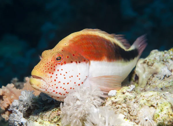 열 대 산호초에 주 근 깨가 hawkfish — 스톡 사진