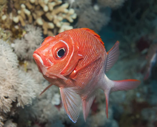 Pez ardilla en un arrecife de coral — Foto de Stock