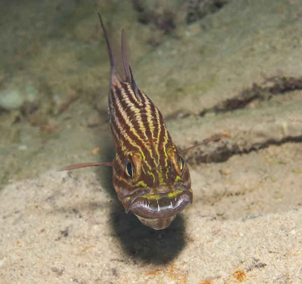 Cardinalfish tigre macho em um recife tropical — Fotografia de Stock