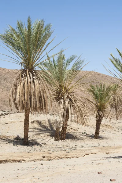 Date palm trees in a desert valley — Stock Photo, Image
