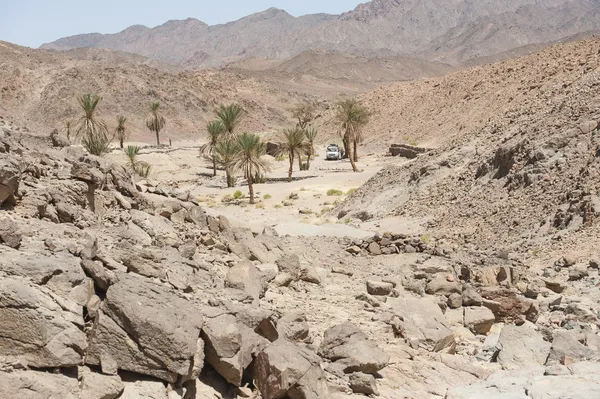 Oasis con palmeras en un aislado valle del desierto — Foto de Stock