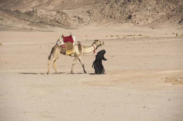 Old bedouin woman with camel in the desert — Stock Photo, Image