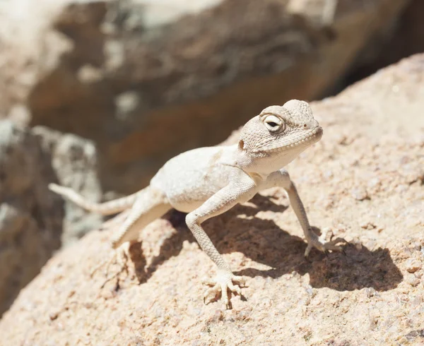 Lagarto de agama de deserto egípcio em uma rocha — Fotografia de Stock