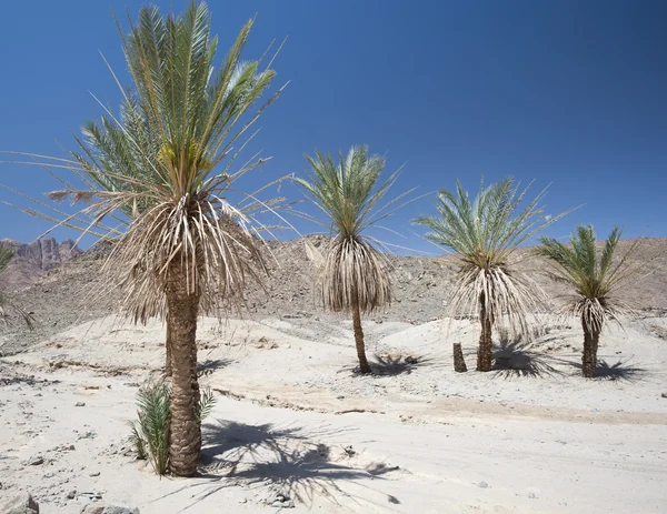 Date palm trees in a desert valley — Stock Photo, Image