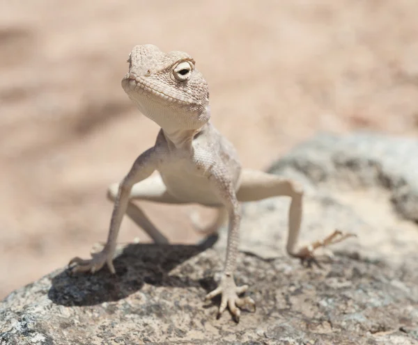 Lagarto egipcio de agama del desierto sobre una roca — Foto de Stock