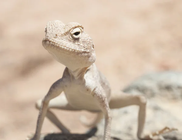 Ägyptische Wüsten-Agameidechse auf einem Felsen — Stockfoto