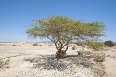 Sahara çöl manzarası akasya ağacından