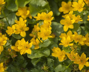 Sarı çiçekli bitki Marsh kadife çiçeği