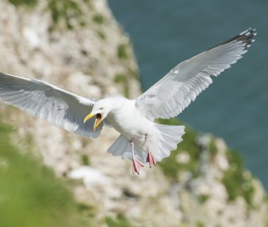 ringa martı seabird uçuş