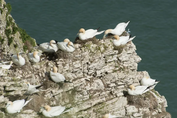 Nesting gannets on a cliff headland — Stock Photo, Image