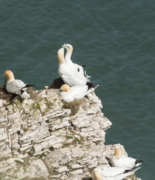 Annidamento gannets su un promontorio scogliera — Foto Stock