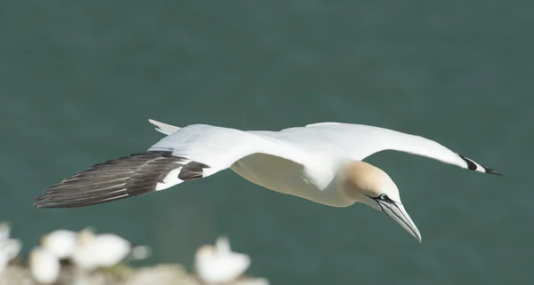 Gannet seabird uçuş — Stok fotoğraf