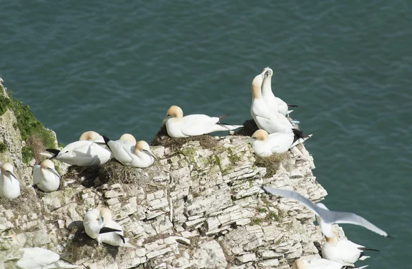 Gniazdowania gannets na cyplu urwiska — Zdjęcie stockowe