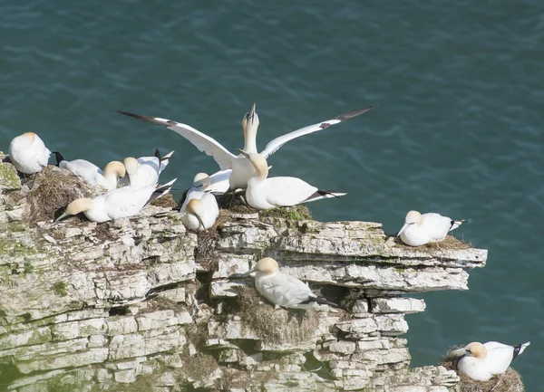 Gniazdowania gannets na cyplu urwiska — Zdjęcie stockowe