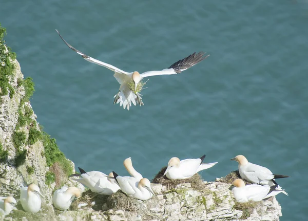 Annidamento gannets su un promontorio scogliera — Foto Stock