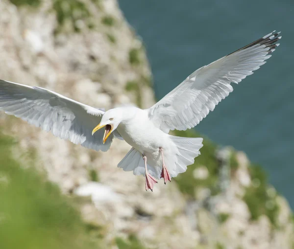 Herring gull seabird in flight — Stock Photo, Image