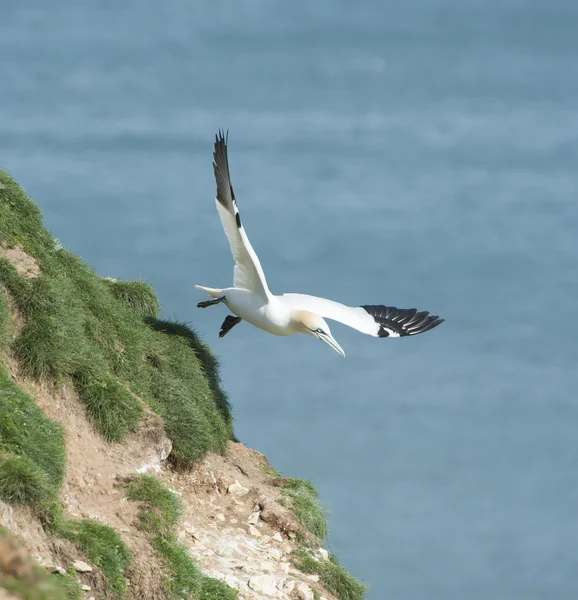 Aves marinhas Gannet em voo — Fotografia de Stock