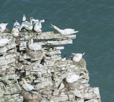 cliff burun üzerinde iç içe gannets