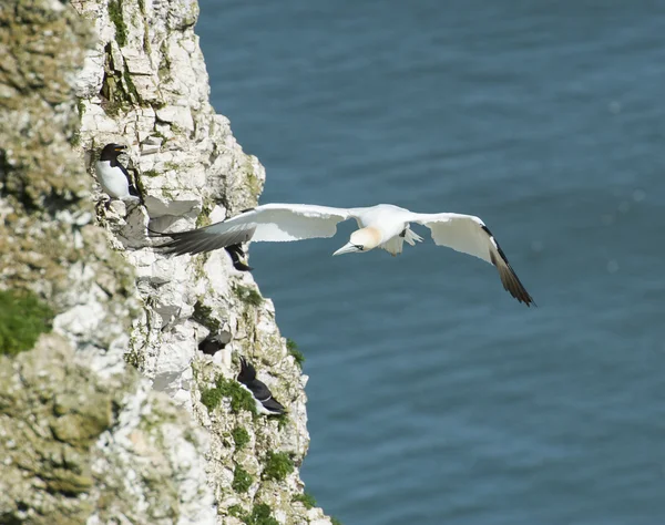 Gannet seabird in flight — Stock Photo, Image