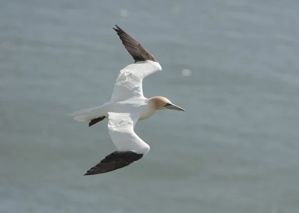 Aves marinhas Gannet em voo — Fotografia de Stock