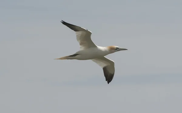 Gannet seabird in flight — Stock Photo, Image