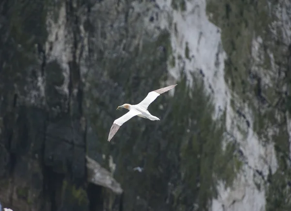 Gannet aves marinas en vuelo — Foto de Stock