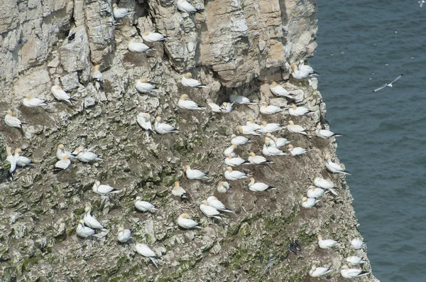 Gniazdowania gannets na cyplu urwiska — Zdjęcie stockowe