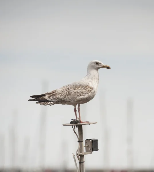 Jonge zilvermeeuw zeevogel stond op de boot mastl — Stockfoto